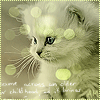 Laurel