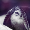 SpiritualFox