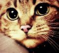 lorina