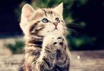 felix cat