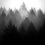цветочная лапша