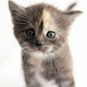 Sofi