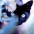 Black Cat