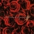 RoseCrimson