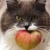 Apple Cat