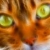 Kater